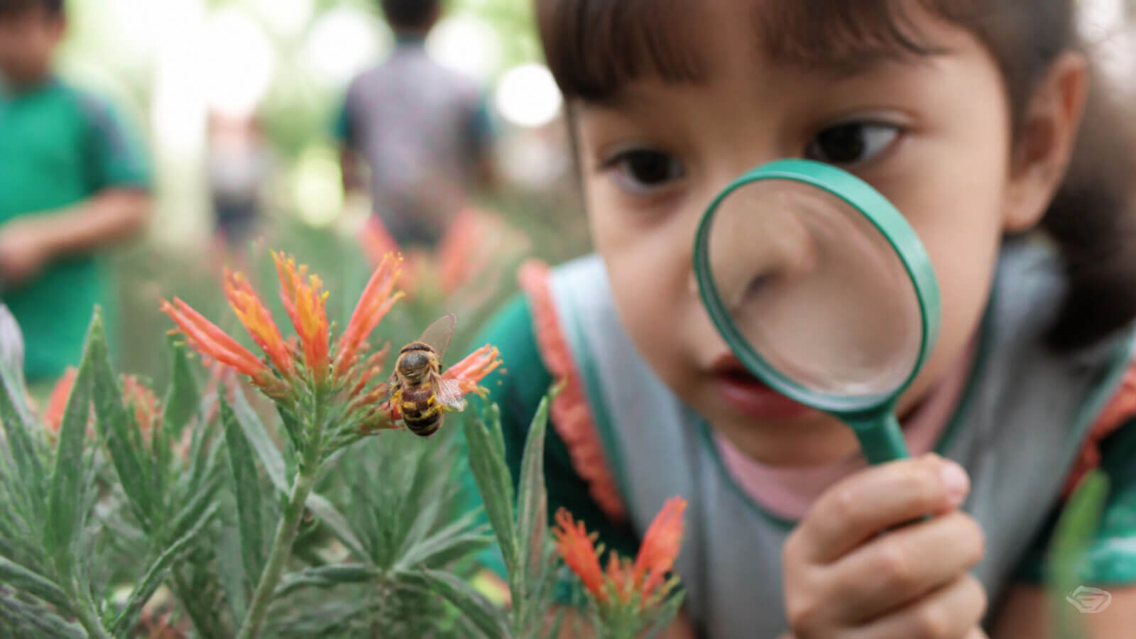 Niño observando una abeja polinizadora con lupa sin tocarla