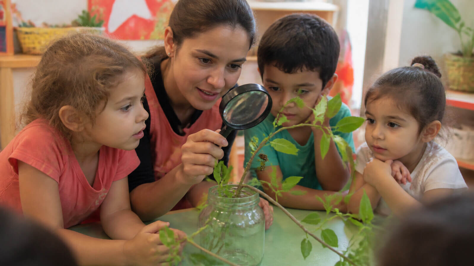 Observación de oruga en una planta hospedera sin manipulación